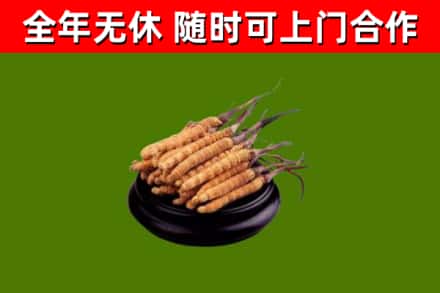 定州回收散虫草