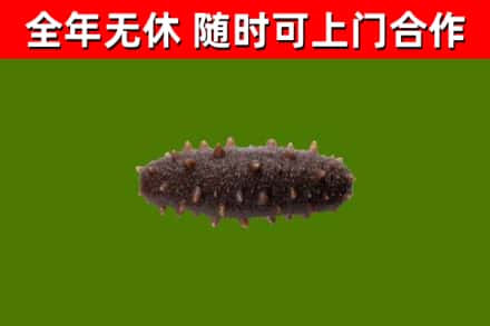 定州烟酒回收干海参.jpg